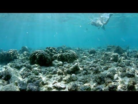 Reefs At Risk - is your sunscreen killing the reef? - YouTube