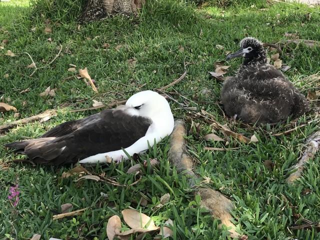 Featuring Pela - A Princeville Laysan Albatross - Kauai, Hawaii