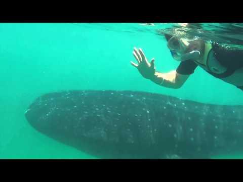 Swim and Snorkel with Whale Sharks in Mexico's Yucatan Peninsula