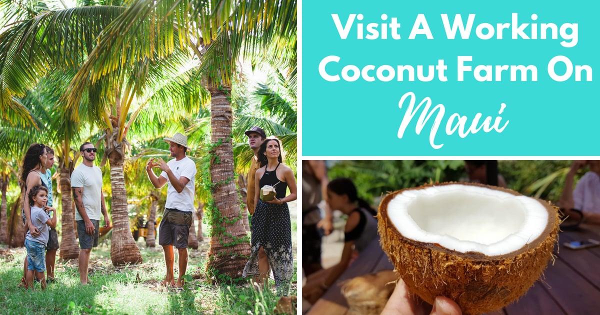 Visit A Working Coconut Farm On Maui