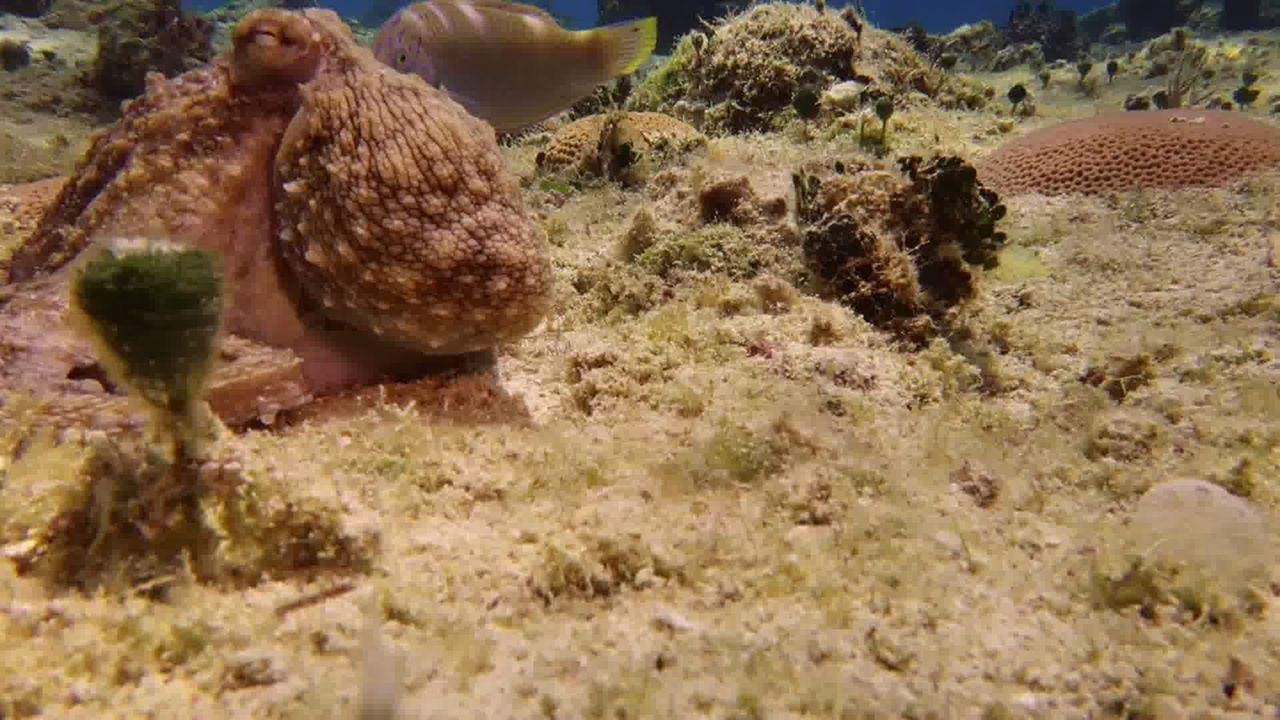 Scuba With Mario. Cozumel, Quintana Roo, Mexico