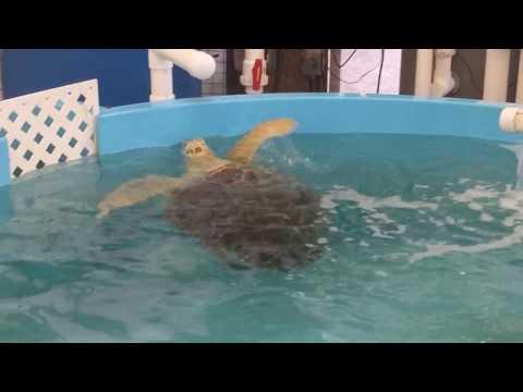 Tsunami - Sea Turtle Rehabbing on Jekyll Island