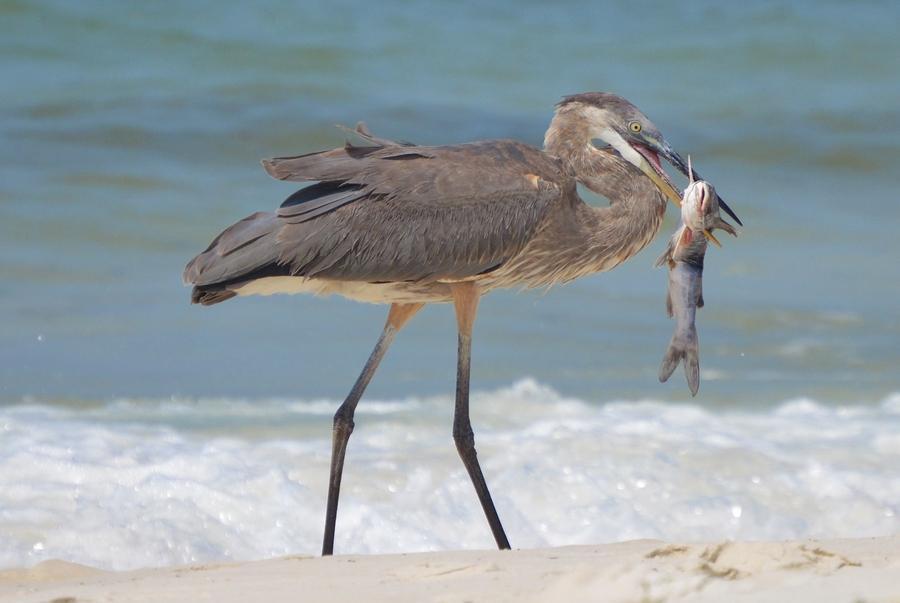 Nature in Navarre... The Wildlife You Might See