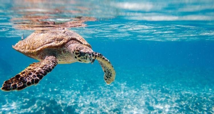 Dónde y cuándo ver las Tortugas en Costa Rica