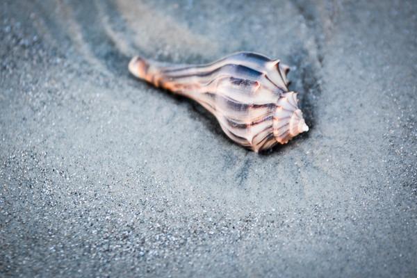 Exploring HHI beaches by bike