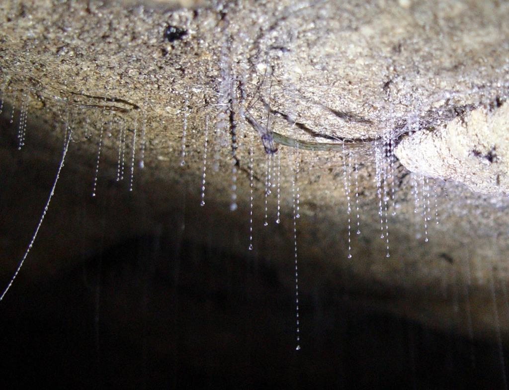 Hokitika Glow Worm Dell