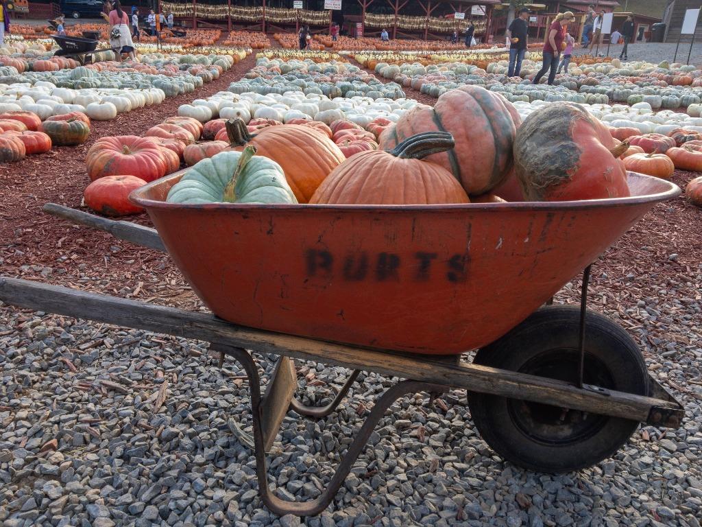 Burt's Pumpkin Farm