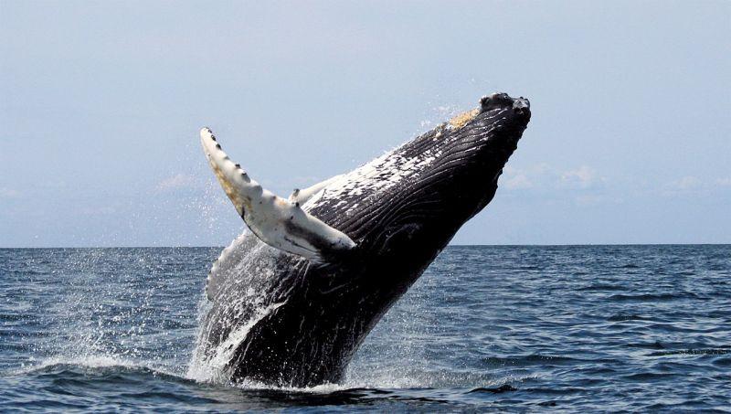 Whale Watching near Rockaway Beach, OR