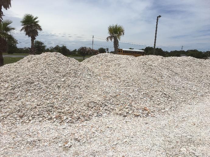 Shelling at the Ace Hardware in Panama City Beach!