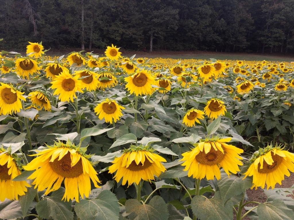 Fausett Farms Sunflowers