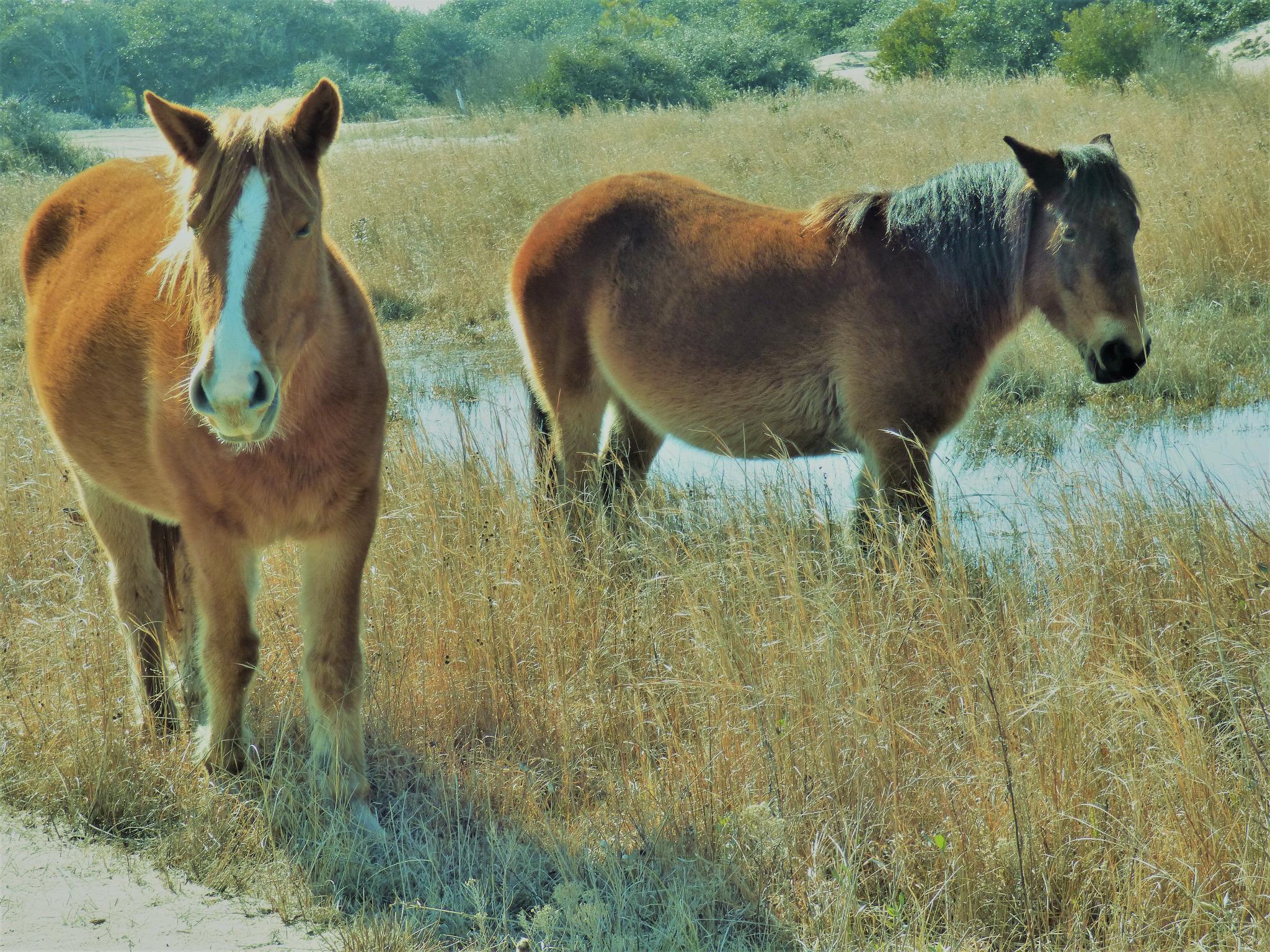 Carova wild horses, beautiful and free