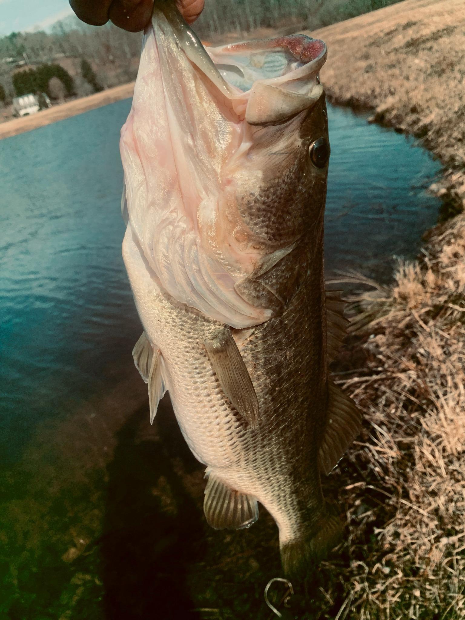 Little pond, big fish!