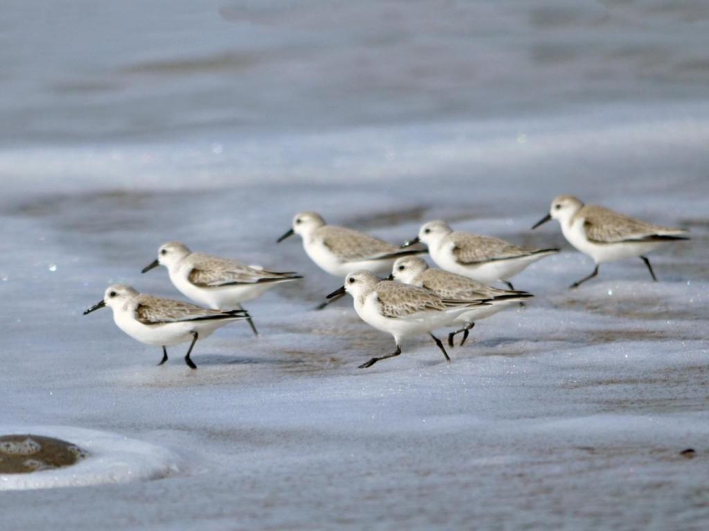 Our Property Becomes a Refuge for Sandpipers Impacted by Red Tide