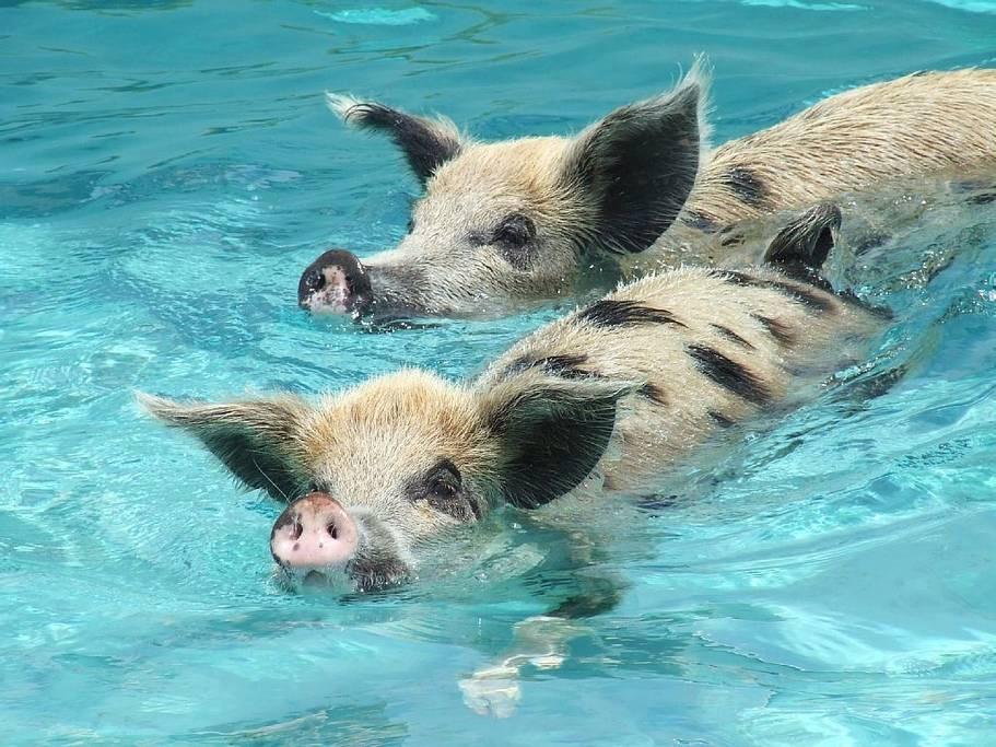 When pigs swim!