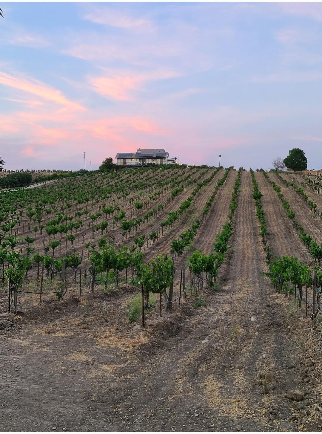 Let's Grow - Paso Robles Wine Country