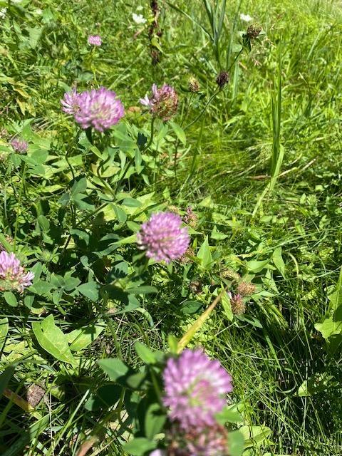 Know your Roadside Wildflowers