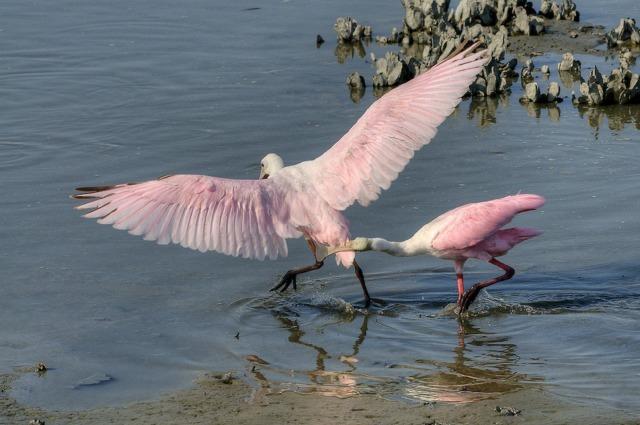 Huntington Beach State Park, Murrells Inlet, S.C.