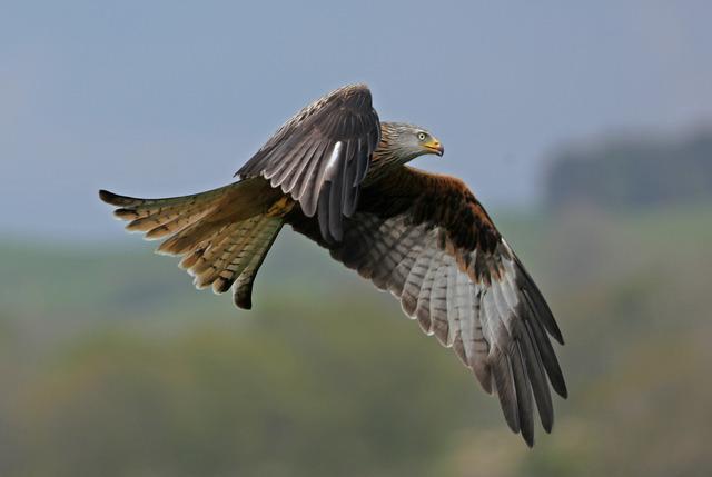 Birds of the Brecon Beacons