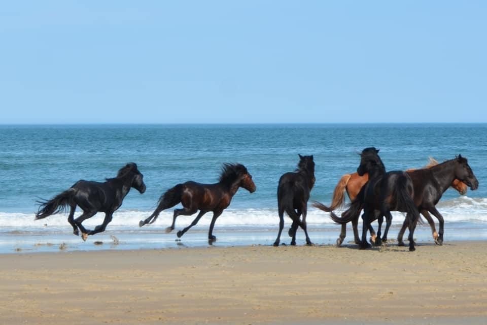 Corolla Wild Horses