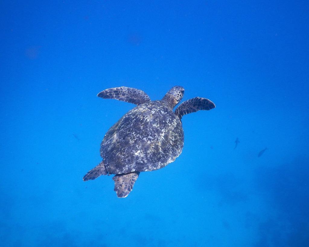 Honu (Sea Turtles), and where to spot them